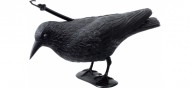 Stocker - Vrana 4539